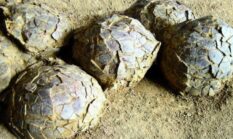 Ratusan Telur Dinosaurus 70 Juta Tahun Ditemukan di Prancis, Ini Fakta Menariknya