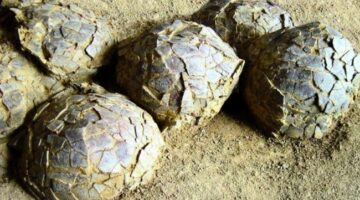 Ratusan Telur Dinosaurus 70 Juta Tahun Ditemukan di Prancis, Ini Fakta Menariknya