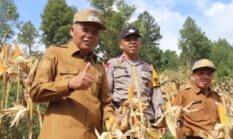 Dari Kantor ke Ladang, Azhar Hamzah Ikut Panen Jagung