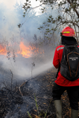 BMKG Catat 2.610 Hotspot di Sumatra, Riau 355 Titik: Karhutla Makin Mengkhawatirkan